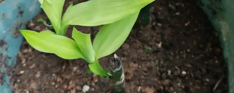 富贵竹的扦插方法，一般在春季进行