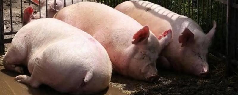 怎么估算毛猪的重量，按以下公式计算