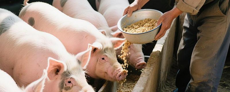 仔猪能不能吃米糠，含有粗纤维和维生素可以饲喂