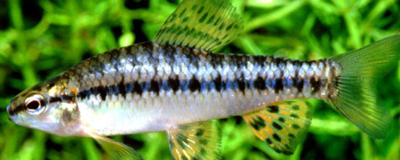 一线跳鲈好不好养，饲养的过程有些困难