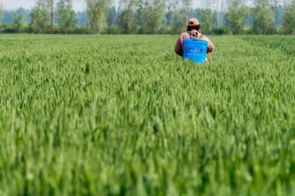 麦田除草剂喷施温度,最低施药温度不可低于5°C