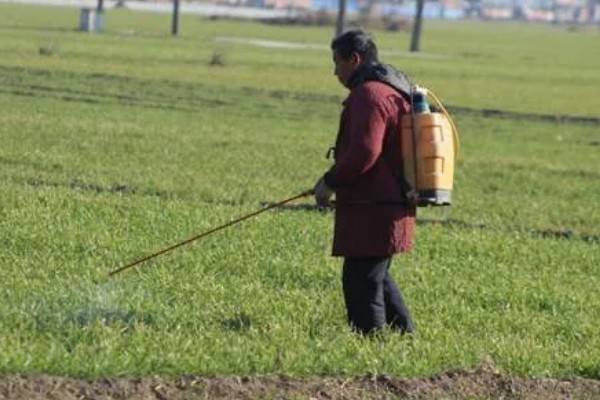 麦田除草剂喷施温度,最低施药温度不可低于5°C