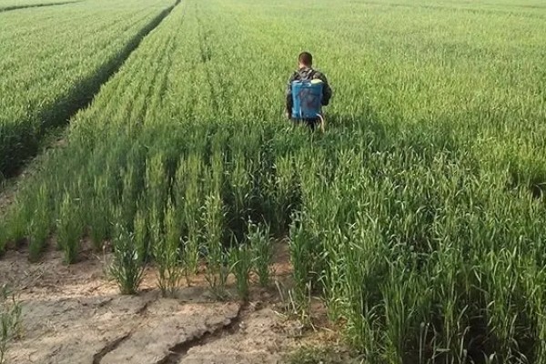 麦田除草剂喷施温度,最低施药温度不可低于5°C