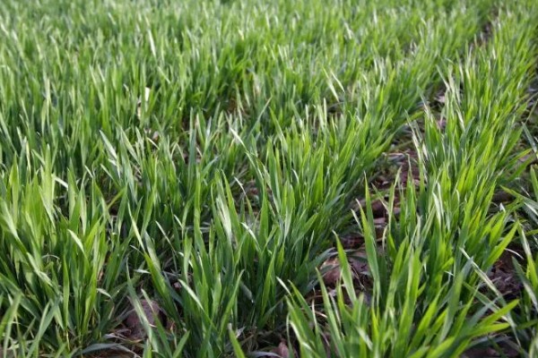 麦田除草剂喷施温度,最低施药温度不可低于5°C