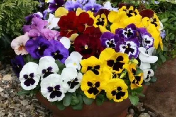 蝴蝶花有什么特点，其花朵的形状和蝴蝶相似