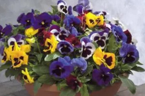 蝴蝶花有什么特点，其花朵的形状和蝴蝶相似