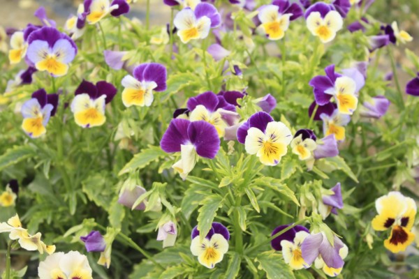 蝴蝶花有什么特点，其花朵的形状和蝴蝶相似