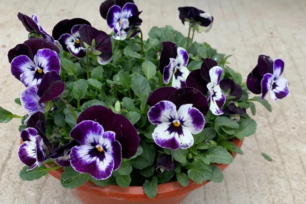 蝴蝶花有什么特点，其花朵的形状和蝴蝶相似