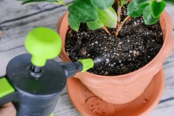 蝴蝶花有什么特点，其花朵的形状和蝴蝶相似