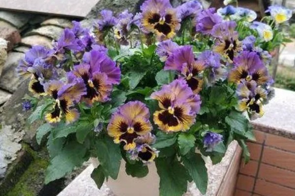 蝴蝶花有什么特点，其花朵的形状和蝴蝶相似