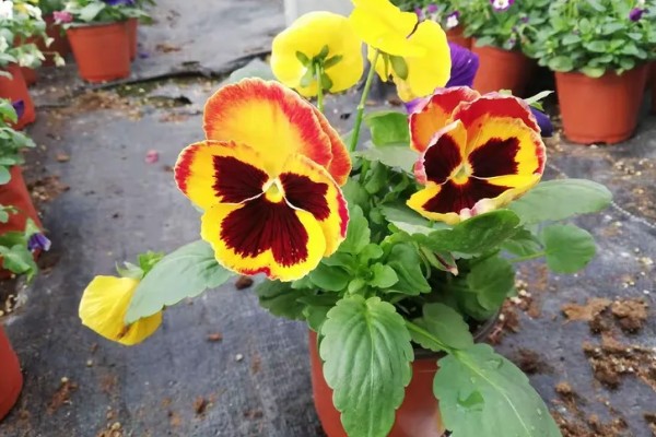 蝴蝶花有什么特点，其花朵的形状和蝴蝶相似