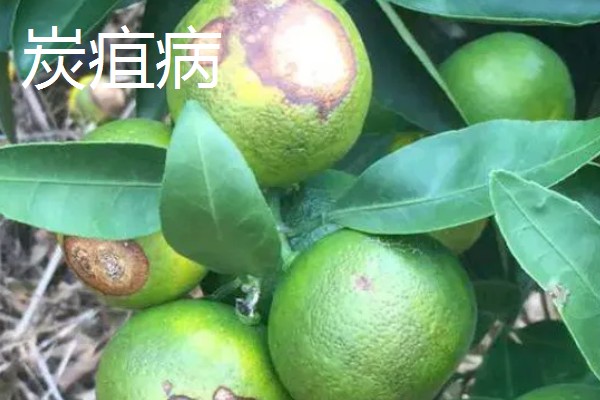 柑橘的病虫害，常见的有黑星病、蚧壳虫等