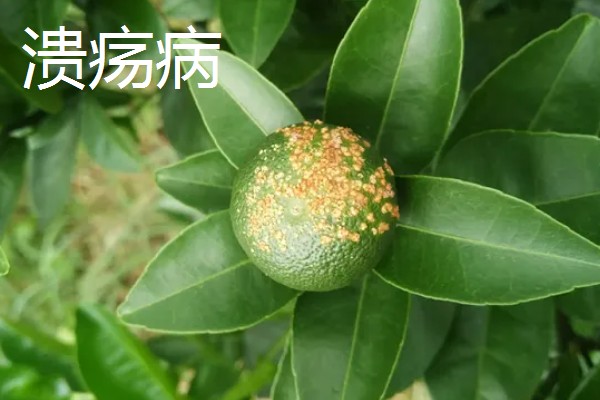 柑橘的病虫害，常见的有黑星病、蚧壳虫等