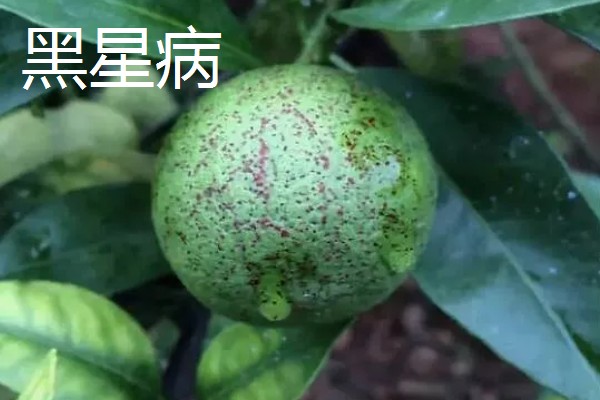 柑橘的病虫害，常见的有黑星病、蚧壳虫等