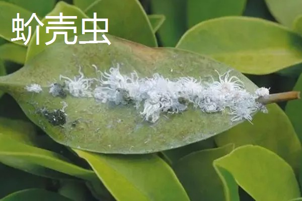 柑橘的病虫害，常见的有黑星病、蚧壳虫等