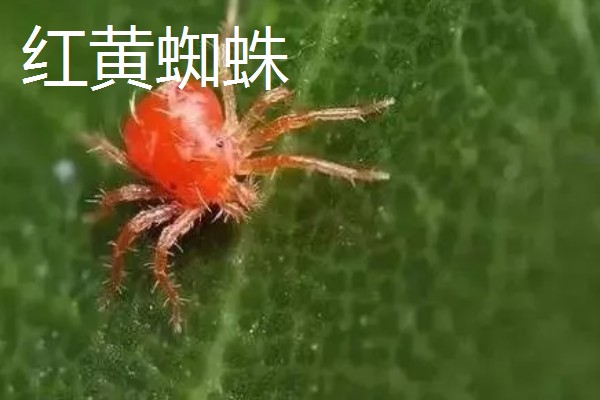 柑橘的病虫害，常见的有黑星病、蚧壳虫等