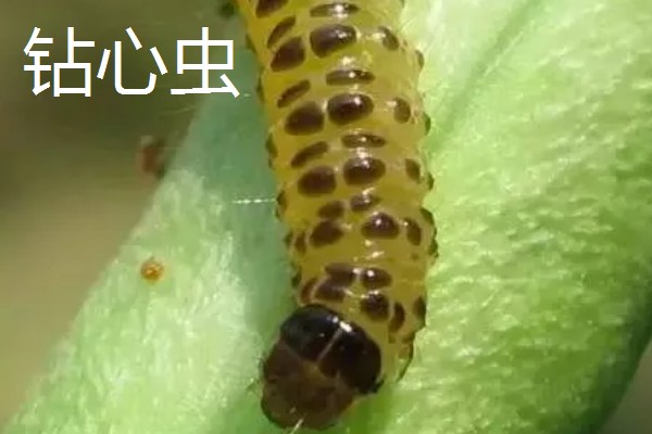 柑橘的病虫害，常见的有黑星病、蚧壳虫等