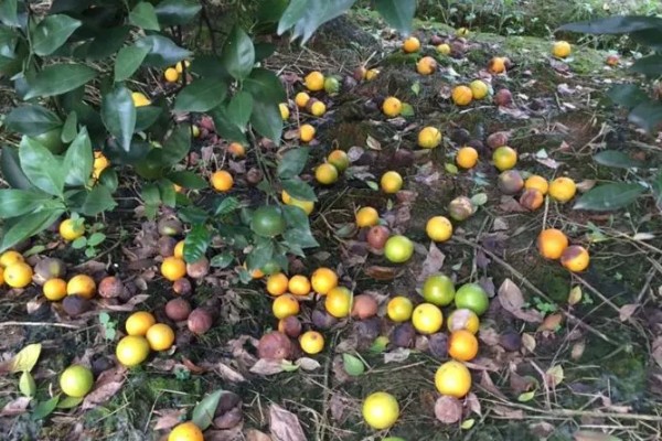 柑橘的病虫害，常见的有黑星病、蚧壳虫等