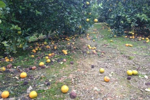 柑橘的病虫害，常见的有黑星病、蚧壳虫等