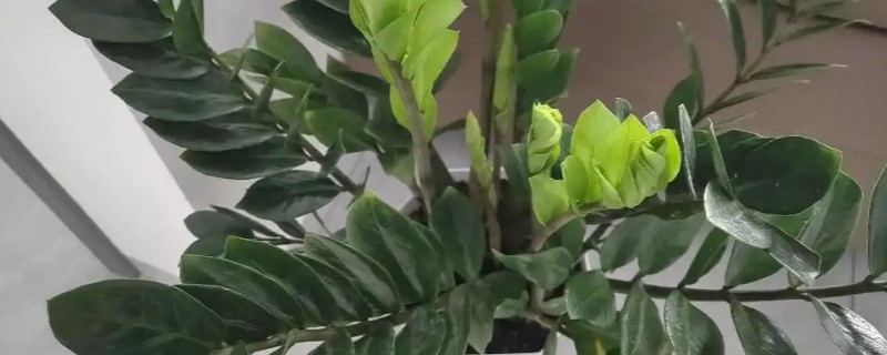 金钱树不直挺如何处理,生长发育早期可追施复合肥