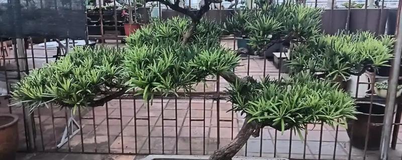 盆景树木的种类，常见的有罗汉松、松树、南天竹等