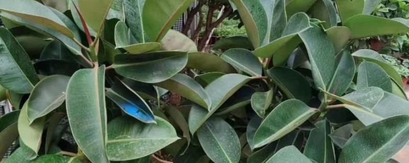 橡皮树叶子卷如何补救，需及时补充光照