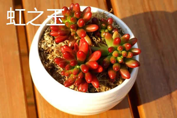 哪些多肉呈红色,常见虹之玉、秀妍等品种