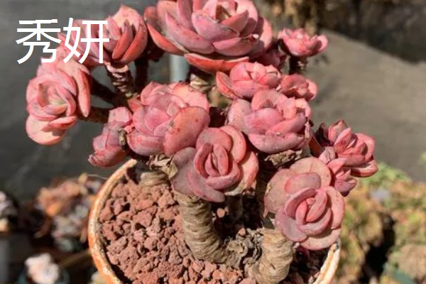 哪些多肉呈红色,常见虹之玉、秀妍等品种