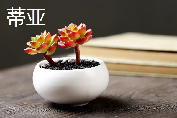 哪些多肉呈红色,常见虹之玉、秀妍等品种