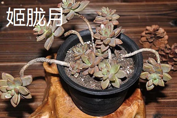 哪些多肉呈红色,常见虹之玉、秀妍等品种