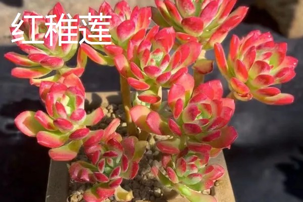 哪些多肉呈红色,常见虹之玉、秀妍等品种