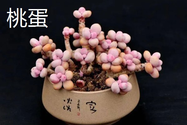 哪些多肉呈红色,常见虹之玉、秀妍等品种