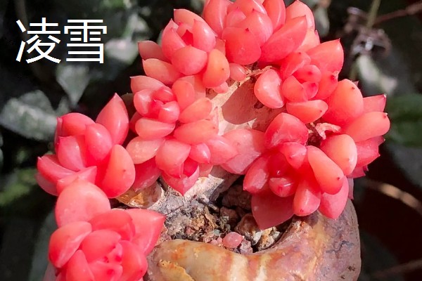 哪些多肉呈红色,常见虹之玉、秀妍等品种