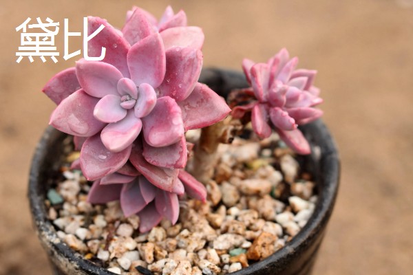 哪些多肉呈红色,常见虹之玉、秀妍等品种