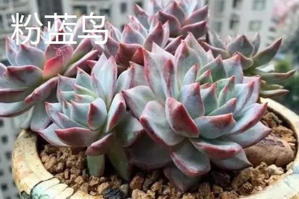 哪些多肉呈红色,常见虹之玉、秀妍等品种