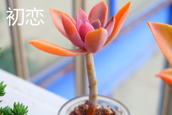 哪些多肉呈红色,常见虹之玉、秀妍等品种