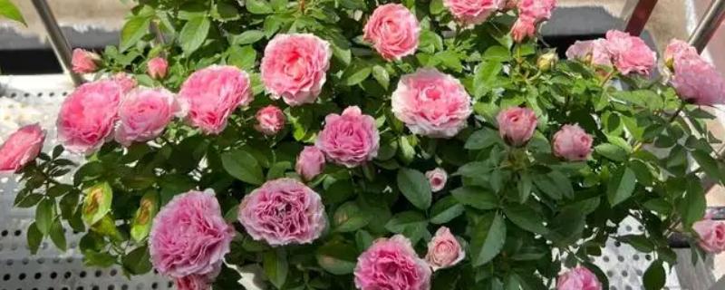 月季花的施肥方法，生长期追施有机肥可促进花芽分化