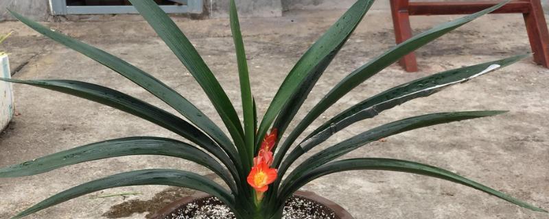 养殖君子兰用多大的盆,根据植株的大小做决定