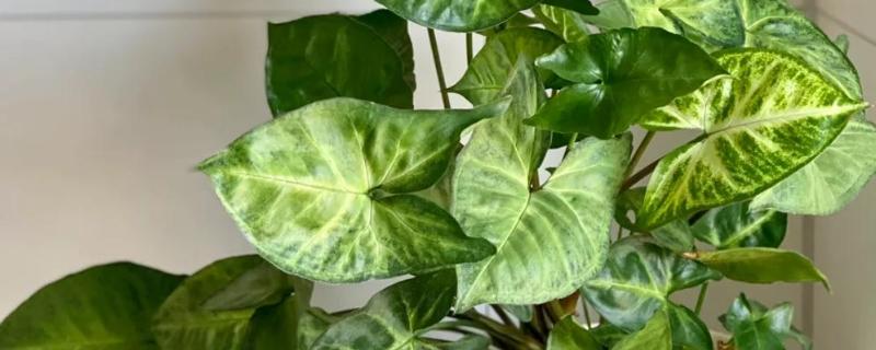 合果芋有没有毒，毒素主要集中在汁液中