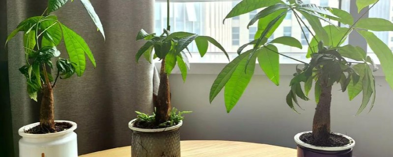 发财树如何养殖，浇水要做到见干见湿