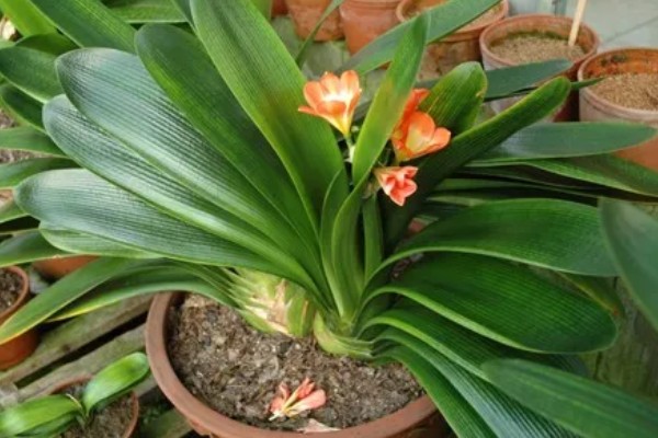 君子兰度夏和过冬的方法，夏季要遮阴防晒、冬季需保持适温