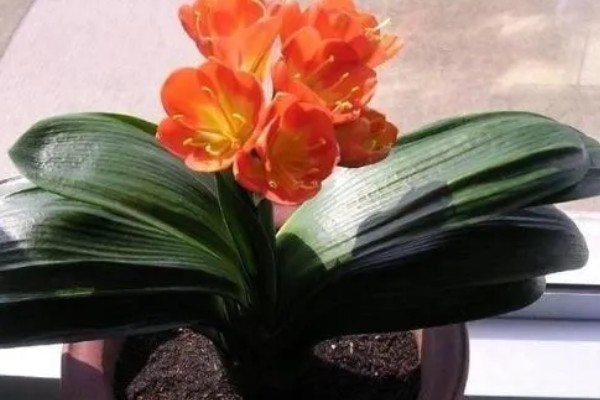 君子兰度夏和过冬的方法，夏季要遮阴防晒、冬季需保持适温