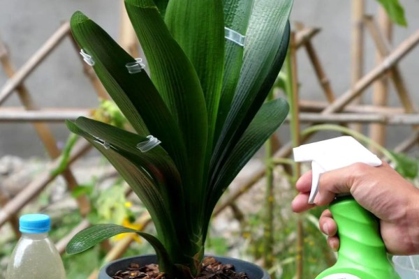 君子兰度夏和过冬的方法，夏季要遮阴防晒、冬季需保持适温