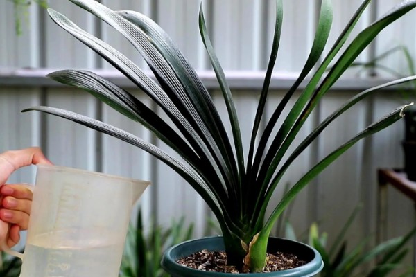 君子兰度夏和过冬的方法，夏季要遮阴防晒、冬季需保持适温