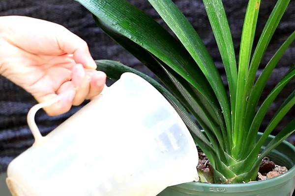 君子兰度夏和过冬的方法，夏季要遮阴防晒、冬季需保持适温