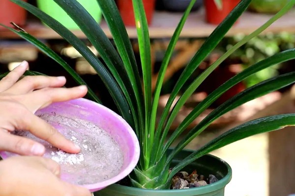 君子兰度夏和过冬的方法，夏季要遮阴防晒、冬季需保持适温