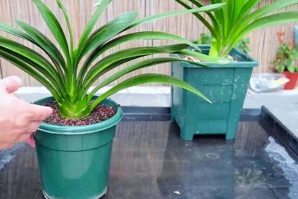 君子兰度夏和过冬的方法，夏季要遮阴防晒、冬季需保持适温