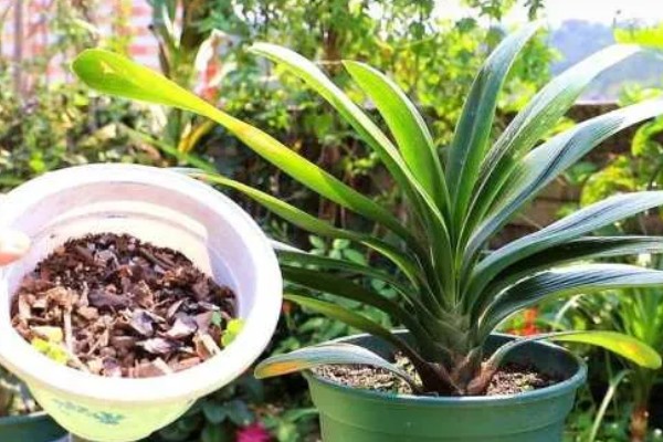 君子兰度夏和过冬的方法，夏季要遮阴防晒、冬季需保持适温