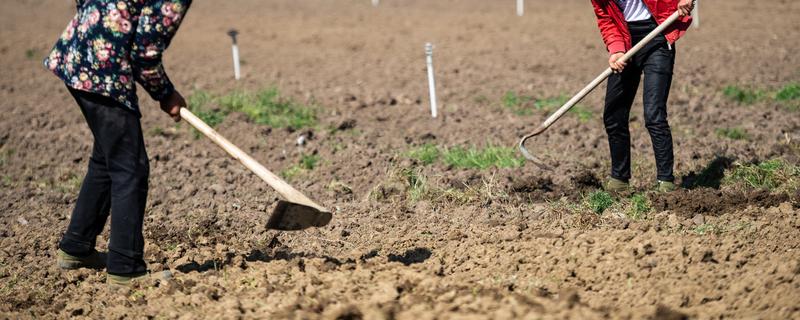 春分可以种哪些作物,茄子、白菜、豆角等品种均可栽培