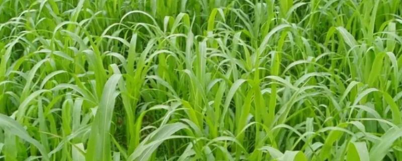 高丹草怎么播种，一般采取条播法